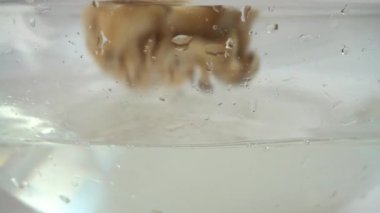 Camdan bir kase suya düşen mantar Pleurotus ostreatus. Yavaş çekim.