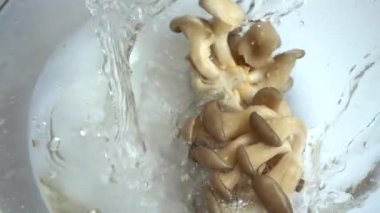 Camdan bir kase suya düşen mantar Pleurotus ostreatus. Yavaş çekim.