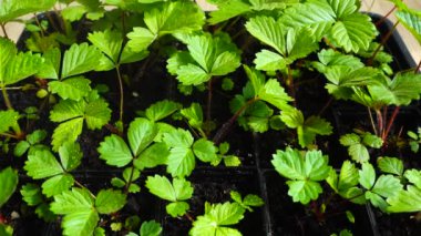 Çilek çalılarını suluyorum. Yavaş çekim.