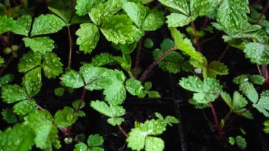 Çilek çalılarını suluyorum. Yavaş çekim.