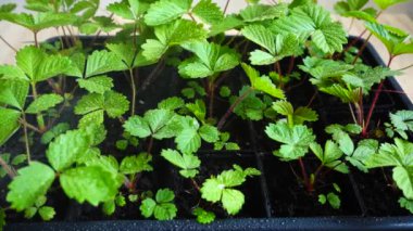 Çilek çalılarını suluyorum. Yavaş çekim.