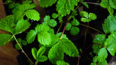Çilek ve yaprakların rotasyonu.
