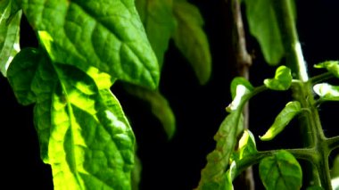 Çiçekli domates çalısı ve siyah arka planda meyveler.