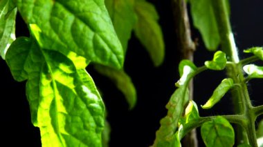 Çiçekli domates çalısı ve siyah arka planda meyveler.