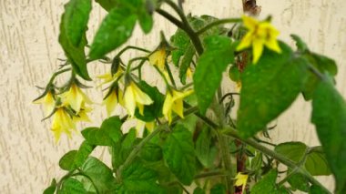 Duvarında çiçekler olan domates çalısı..