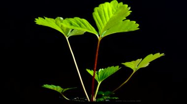 Siyah arka planda çilek yaprakları.