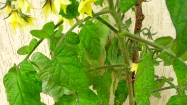 Duvarında çiçekler olan domates çalısı..