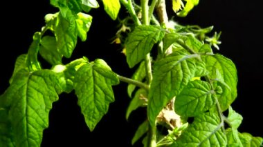 Çiçekli domates çalısı ve siyah arka planda meyveler.