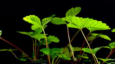 Siyah arka planda çilek yaprakları.
