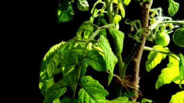 Çiçekli domates çalısı ve siyah arka planda meyveler.