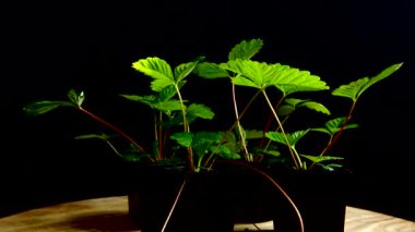 Strawberry leaves on a black background.