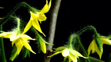 Siyah arka planda çiçekler olan domates çalısı..