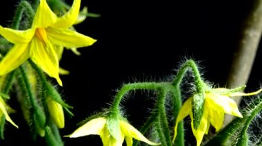 Siyah arka planda çiçekler olan domates çalısı..