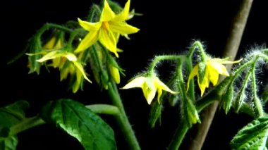 Siyah arka planda çiçekler olan domates çalısı..