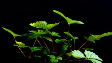 Siyah arka planda çilek yaprakları.