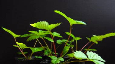 Siyah arka planda çilek yaprakları.