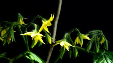 Siyah arka planda çiçekler olan domates çalısı..