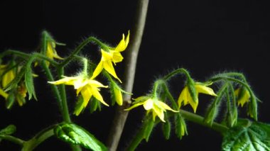 Siyah arka planda çiçekler olan domates çalısı..