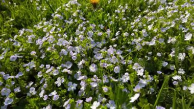 Bahar parkında çim ve şakayık çiçekleri.