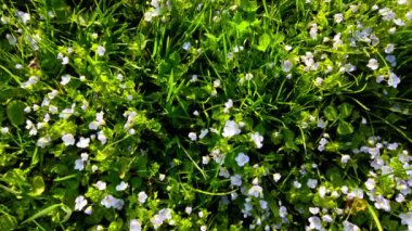 Bahar parkında çim ve şakayık çiçekleri.