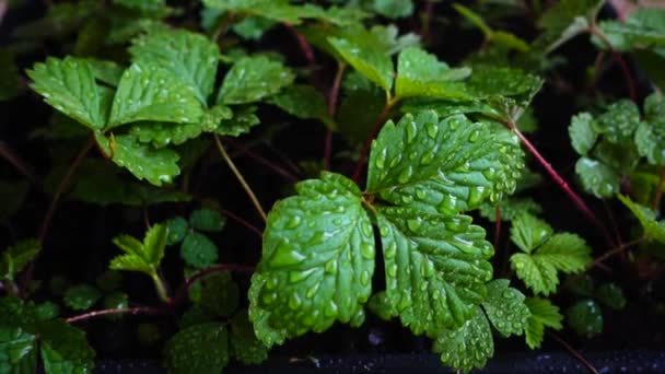 Watering Strawberry Bushes Slow Motion — Αρχείο Βίντεο