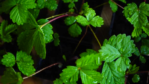 Rotation Strawberry Bushes Leaves — Video Stock