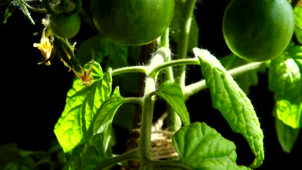 Tomato Bush Flowers Fruits Black Background — 비디오