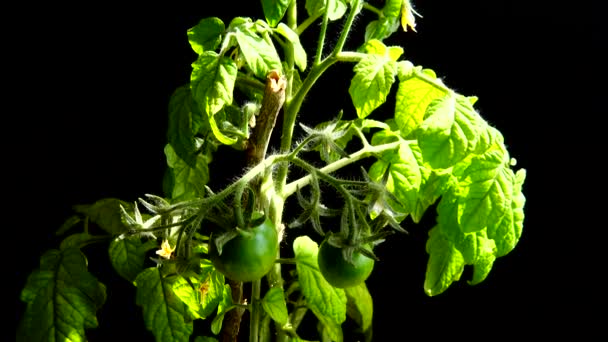 Tomato Bush Flowers Fruits Black Background — Vídeo de Stock