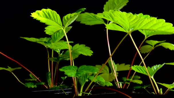 Strawberry Leaves Black Background — стоковое видео