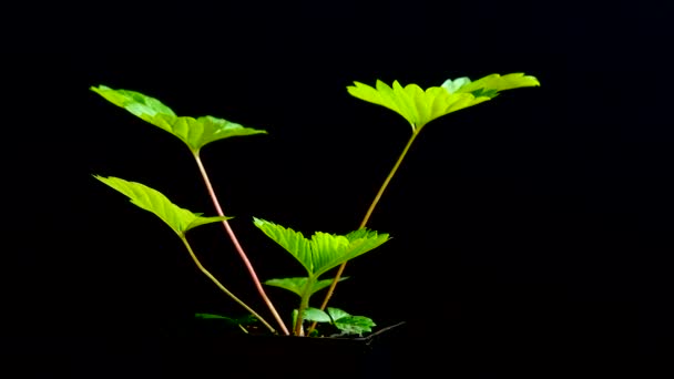 Strawberry Leaves Black Background — Video Stock