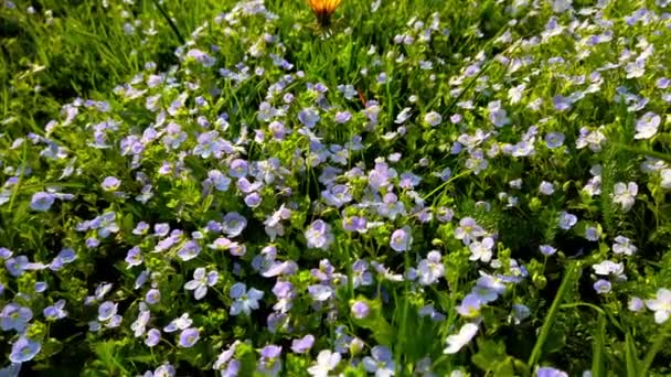 Grass Anemone Flowers Spring Park — Video