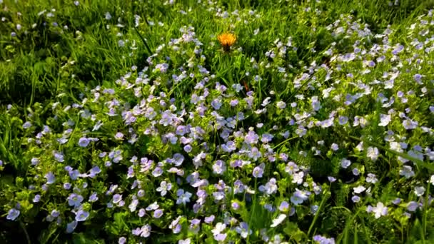 Grass Anemone Flowers Spring Park — Stockvideo