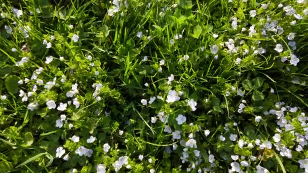 Gräs Och Vitsippor Blommor Vårparken — Stockvideo