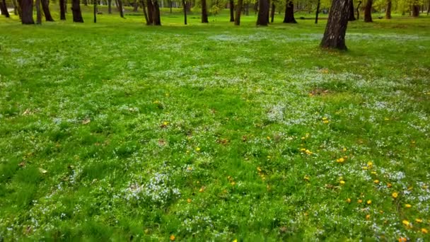 春の公園の草やアネモネの花 — ストック動画