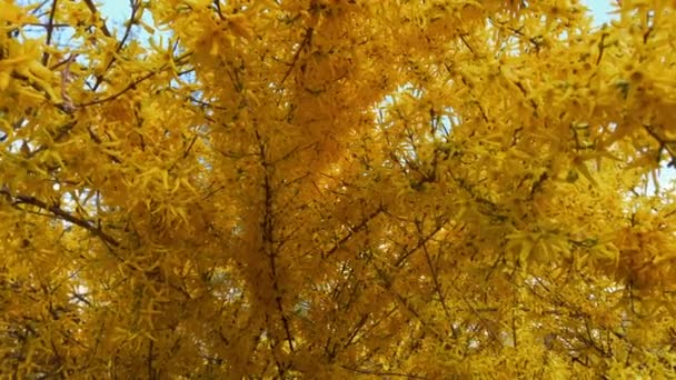 Leaves Forsythia Branches Spring — Vídeos de Stock