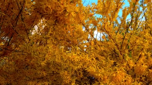 Leaves Forsythia Branches Spring — Stock Video