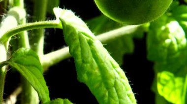 Çiçekli domates çalısı ve siyah arka planda meyveler.