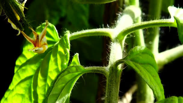 Tomato Bush Flowers Fruits Black Background — Stockvideo