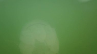 Denizanası denizde suyun altında. Denizanası türleri Rhizostoma pulmo.