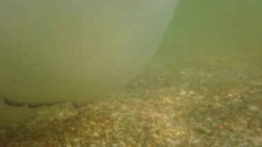 Denizanası denizde suyun altında. Denizanası türleri Rhizostoma pulmo.