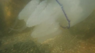 Denizanası denizde suyun altında. Denizanası türleri Rhizostoma pulmo.