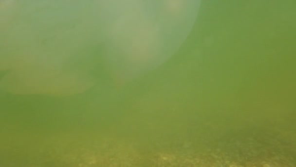 海の中でクラゲ クラゲの種Rizostoma Pulmo — ストック動画