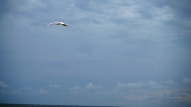 天空中的海鸥在海上的雷雨云之中 慢动作 — 图库视频影像