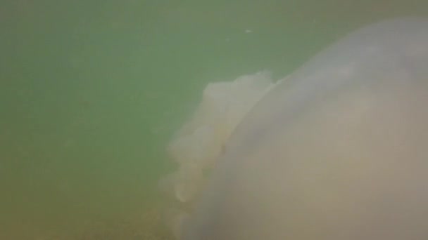 Quallen Unter Wasser Meer Quallenart Rhizostoma Pulmo — Stockvideo