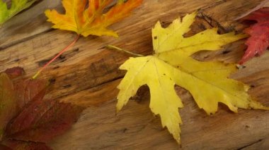 Tahta bir tahtanın üzerinde sonbahar yaprakları.
