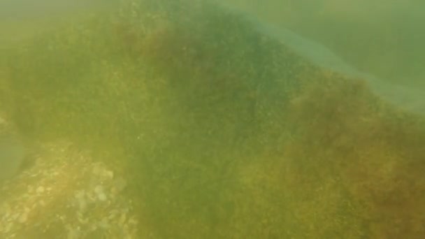 Μέδουσες Υποβρυχίως Στη Θάλασσα Είδος Μέδουσας Rhizostoma Pulmo — Αρχείο Βίντεο