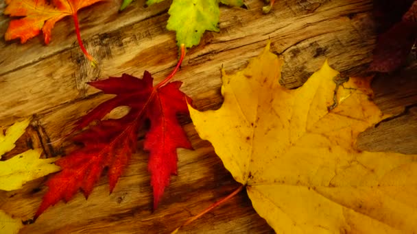 木のヴィンテージボード上の秋の葉 — ストック動画