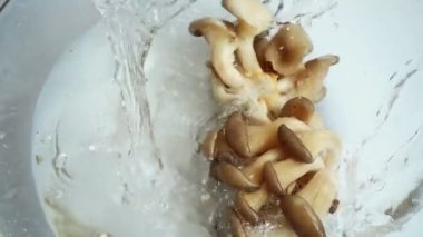 Camdan bir kase suya düşen mantar Pleurotus ostreatus. Yavaş çekim.