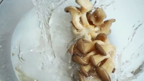 Champignons Tombants Pleurotus Ostreatus Dans Bol Eau Verre Mouvement Lent — Video