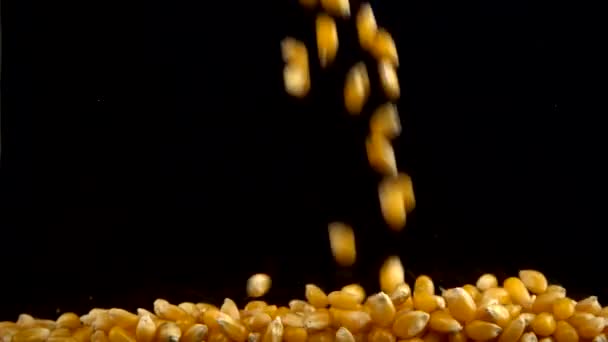 Padající Kukuřičná Zrna Kukuřice Černém Pozadí Zpomalený Pohyb — Stock video